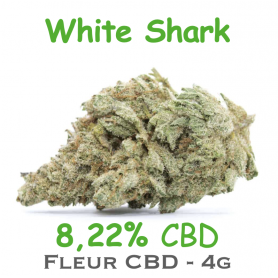 WHITE SHARK - FLEUR CBD 8,22% - DR GREEN